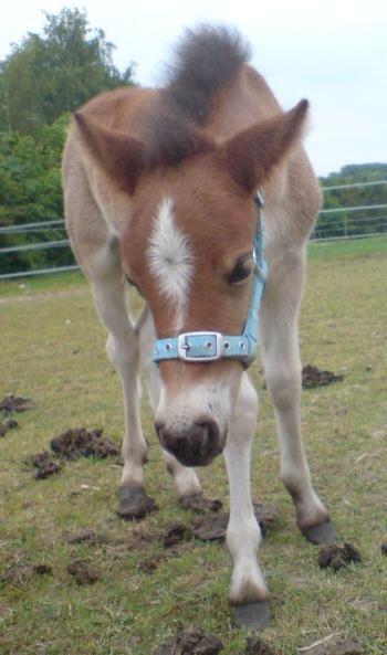 Gotlandsruss Pegasus Pan - Pegasus Pan med grime for første gang 5/6-07 billede 9