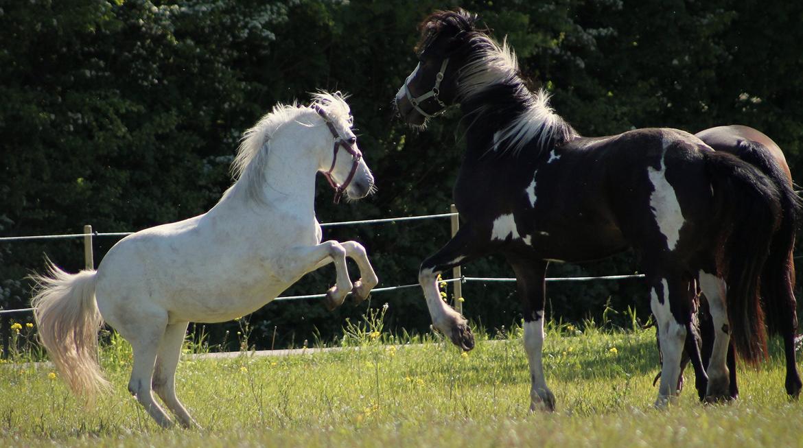 DSP Natash *Min soulmate&Dulle1* - De to duller, anden gang på fold sammen. 05-06-2015 billede 46