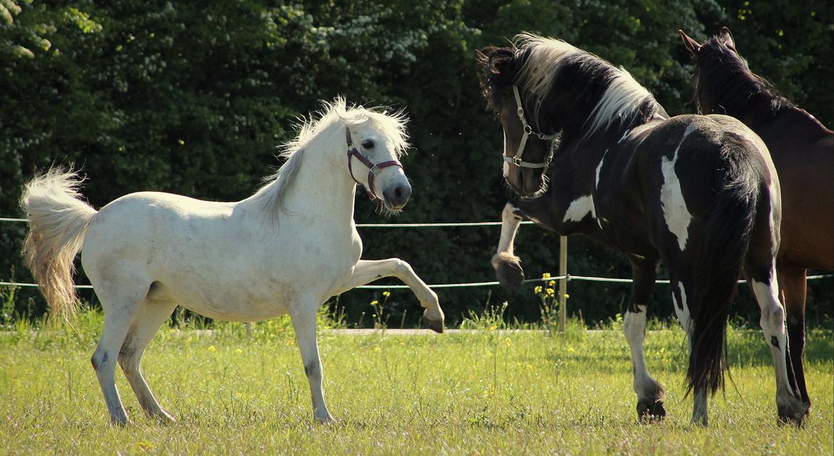 Pinto La Tinka Primavera *Min baby&Dulle2* - De to duller, anden gang på fold sammen. 05-06-2015 billede 16