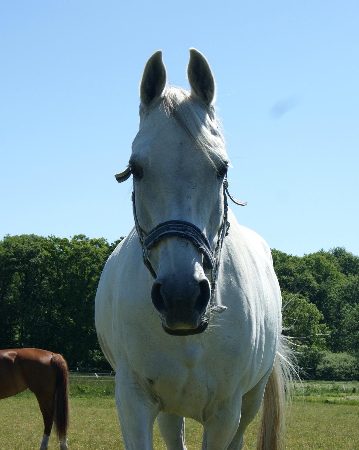 Anden særlig race Just My Luck (Lucky) - Sommer 2015 billede 1