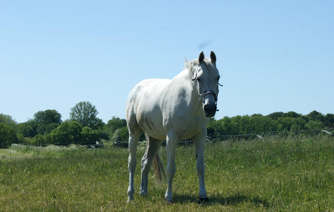 Anden særlig race Just My Luck (Lucky) - Sommer 2015 billede 47