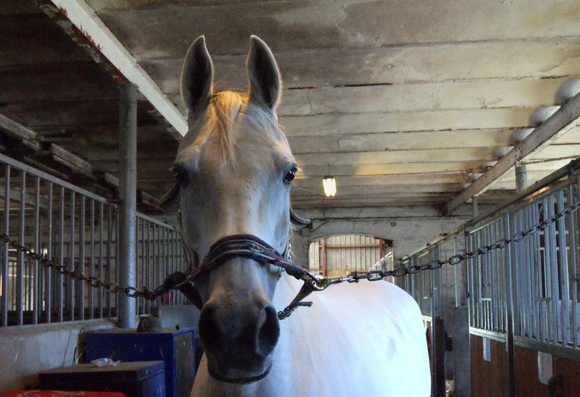 Anden særlig race Just My Luck (Lucky) - Sommer 2015 billede 48