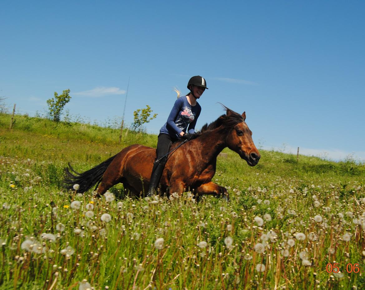 Anden særlig race Isabell  RIP  - Verdens bedste belle <3 jeg vil aldrig have noget som dig igen billede 12