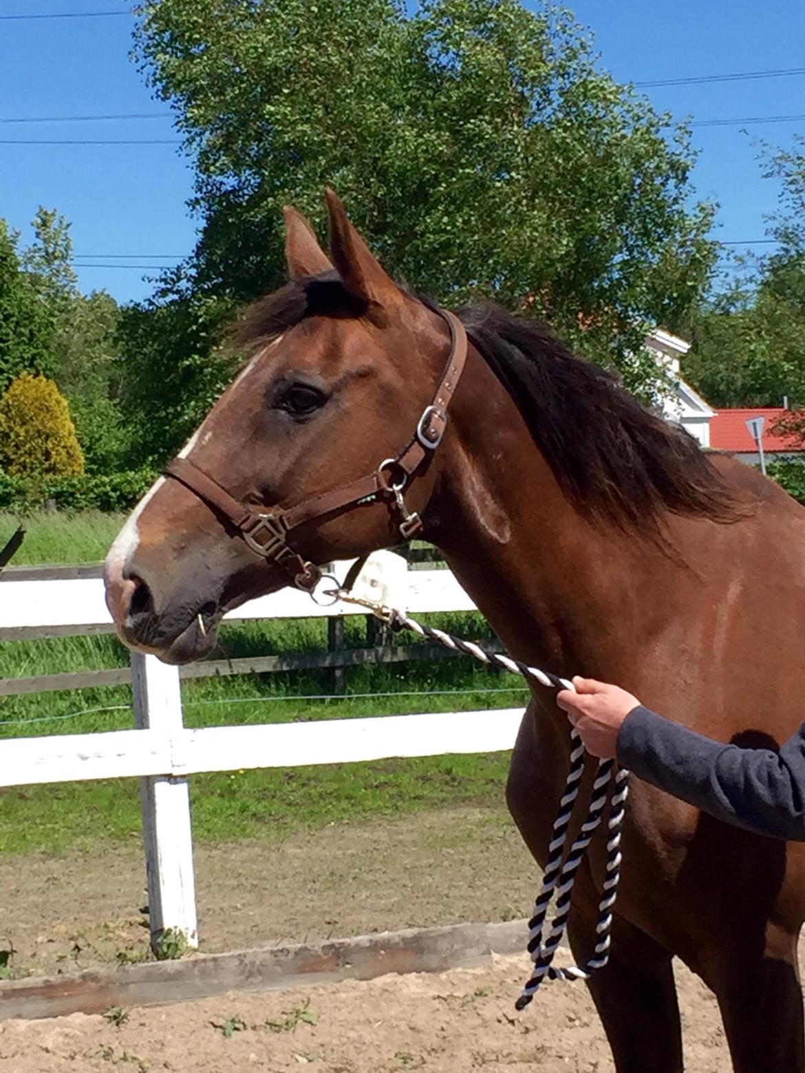 Westfaler Eskoria billede 2