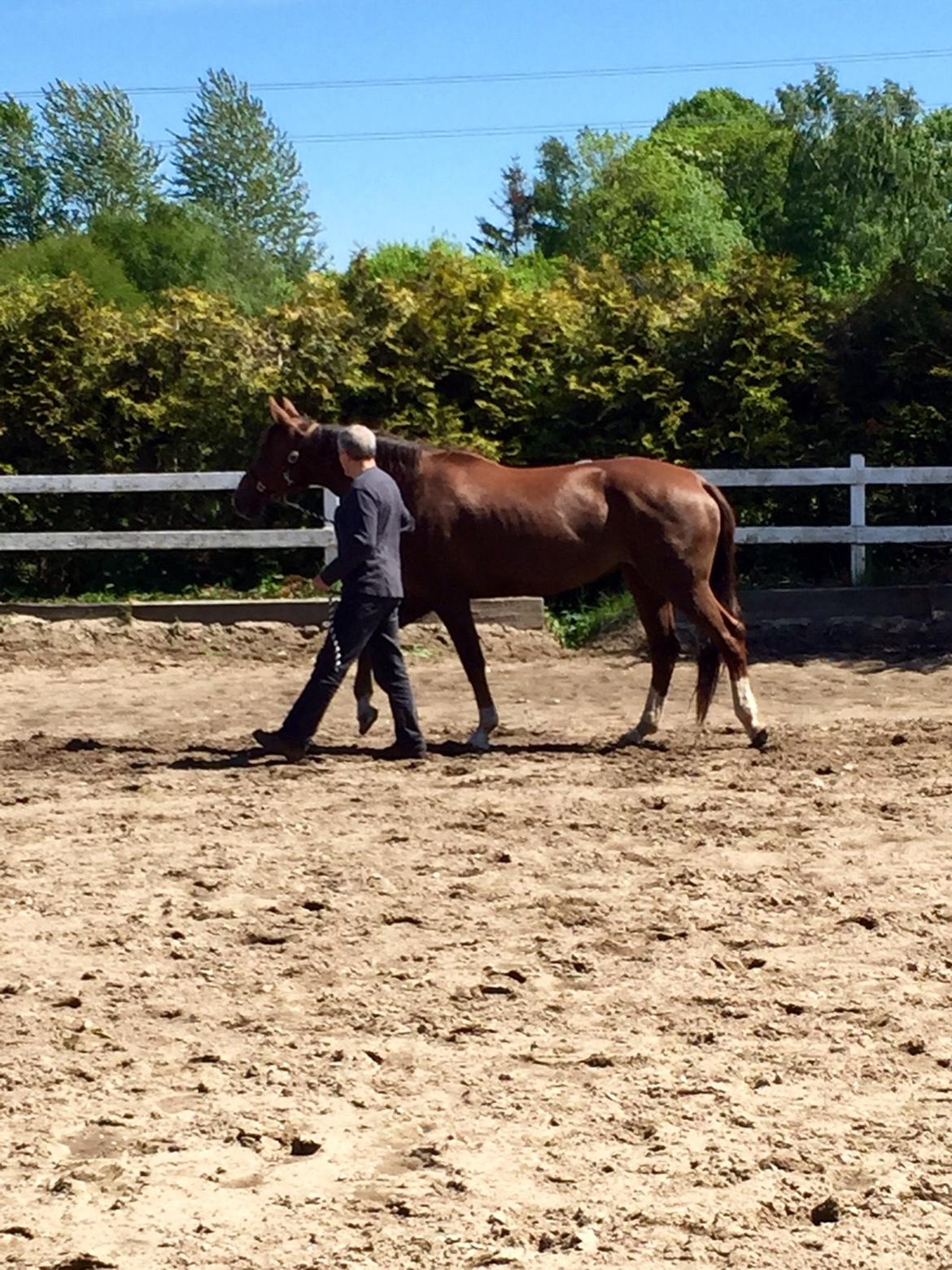 Westfaler Eskoria billede 5