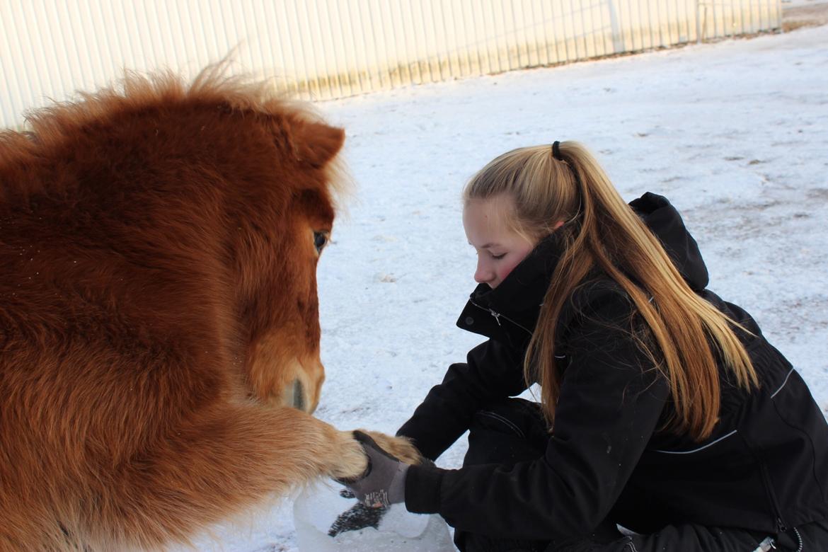 Shetlænder Bambino billede 8