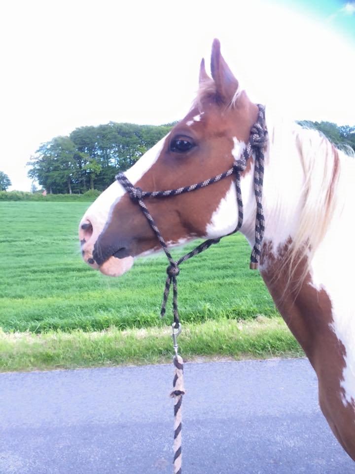 Pinto Araber Shakira (tidligere hest) billede 3