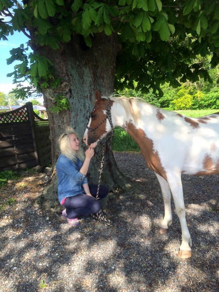 Pinto Araber Shakira (tidligere hest) billede 5