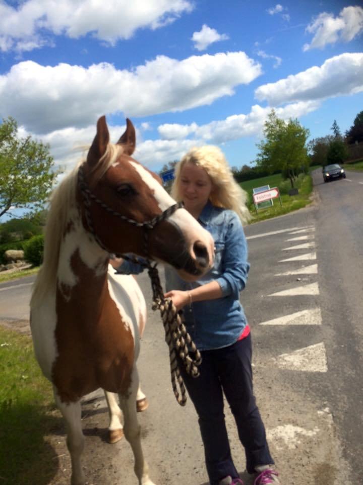 Pinto Araber Shakira (tidligere hest) billede 4