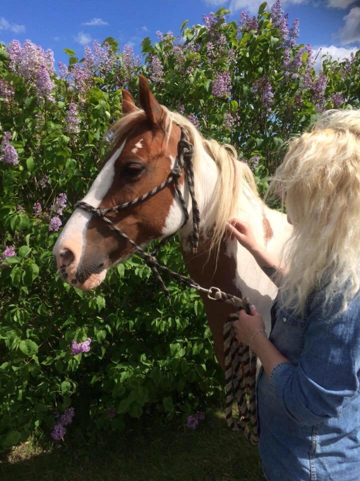 Pinto Araber Shakira (tidligere hest) billede 1