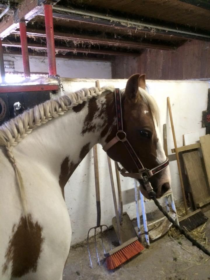 Pinto Araber Shakira (tidligere hest) billede 11