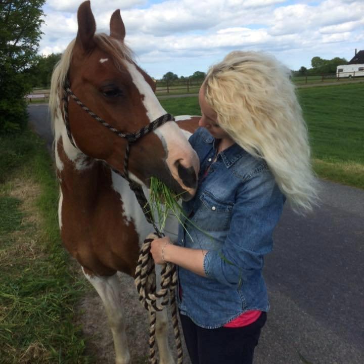 Pinto Araber Shakira (tidligere hest) billede 2