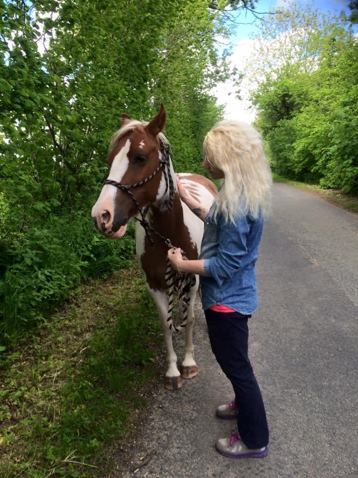 Pinto Araber Shakira (tidligere hest) billede 7