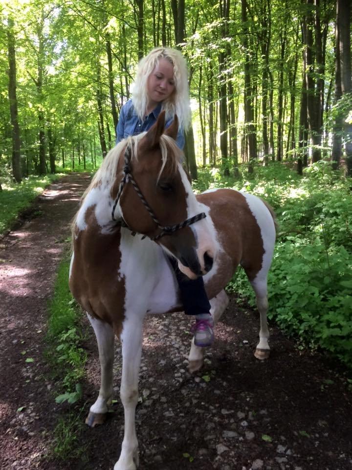 Pinto Araber Shakira (tidligere hest) billede 10