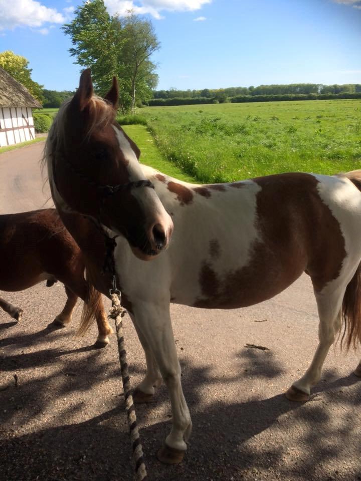 Pinto Araber Shakira (tidligere hest) billede 9