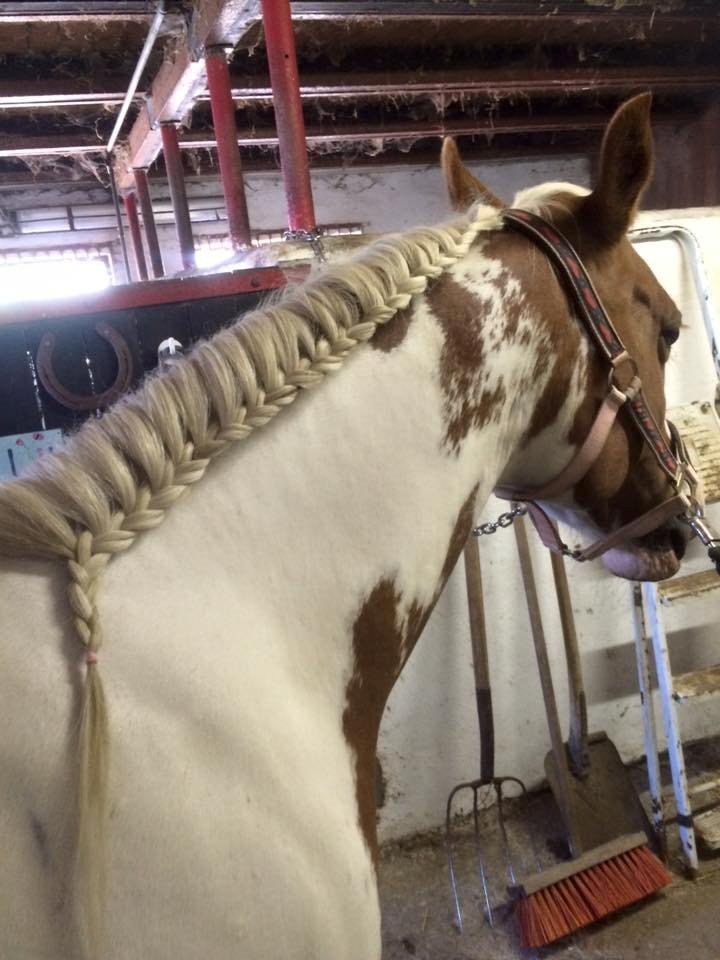 Pinto Araber Shakira (tidligere hest) billede 12