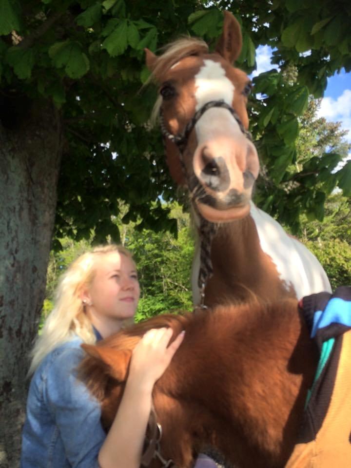 Pinto Araber Shakira (tidligere hest) billede 6