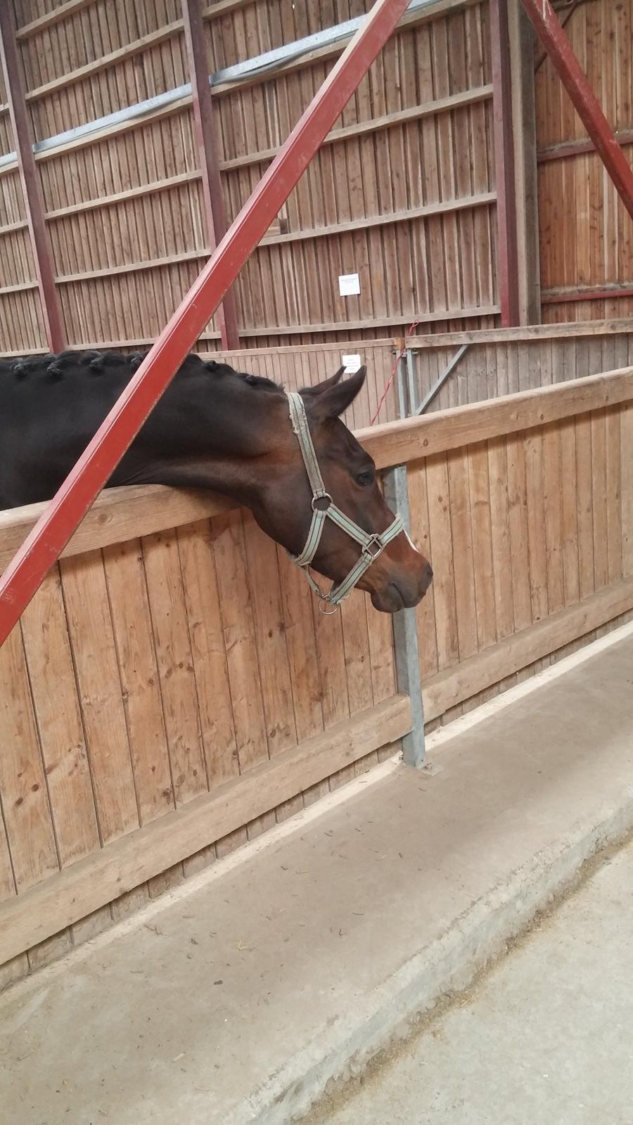 Tysk Sportspony AMK's Halo billede 10