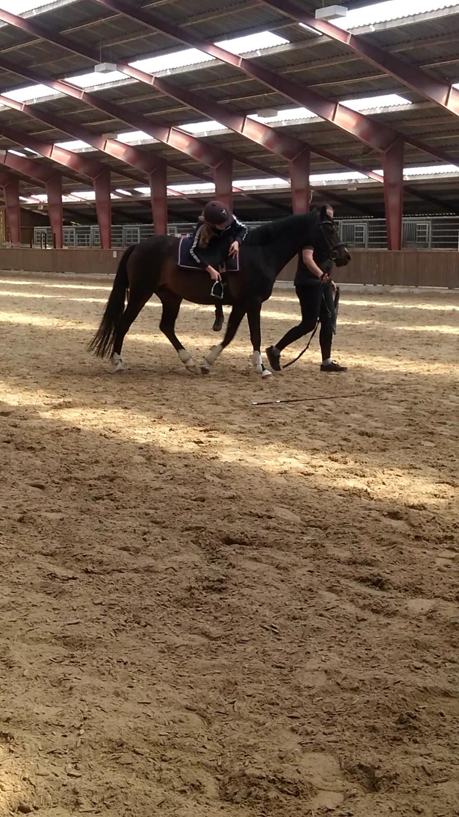 Tysk Sportspony AMK's Halo - Første gang jeg lå på dig <3 billede 7