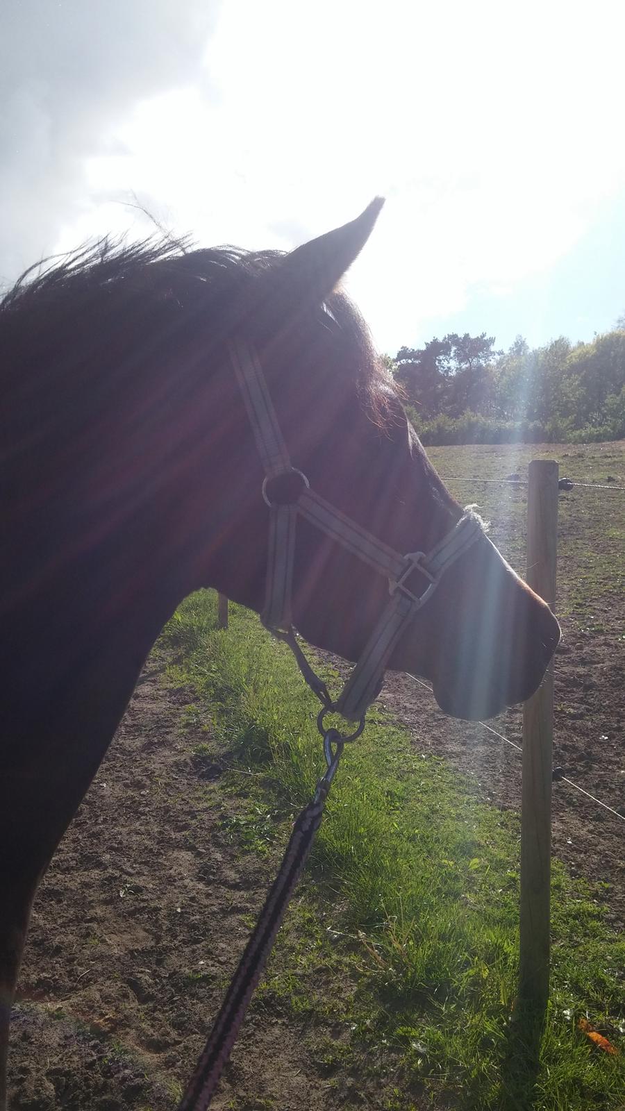 Tysk Sportspony AMK's Halo billede 9