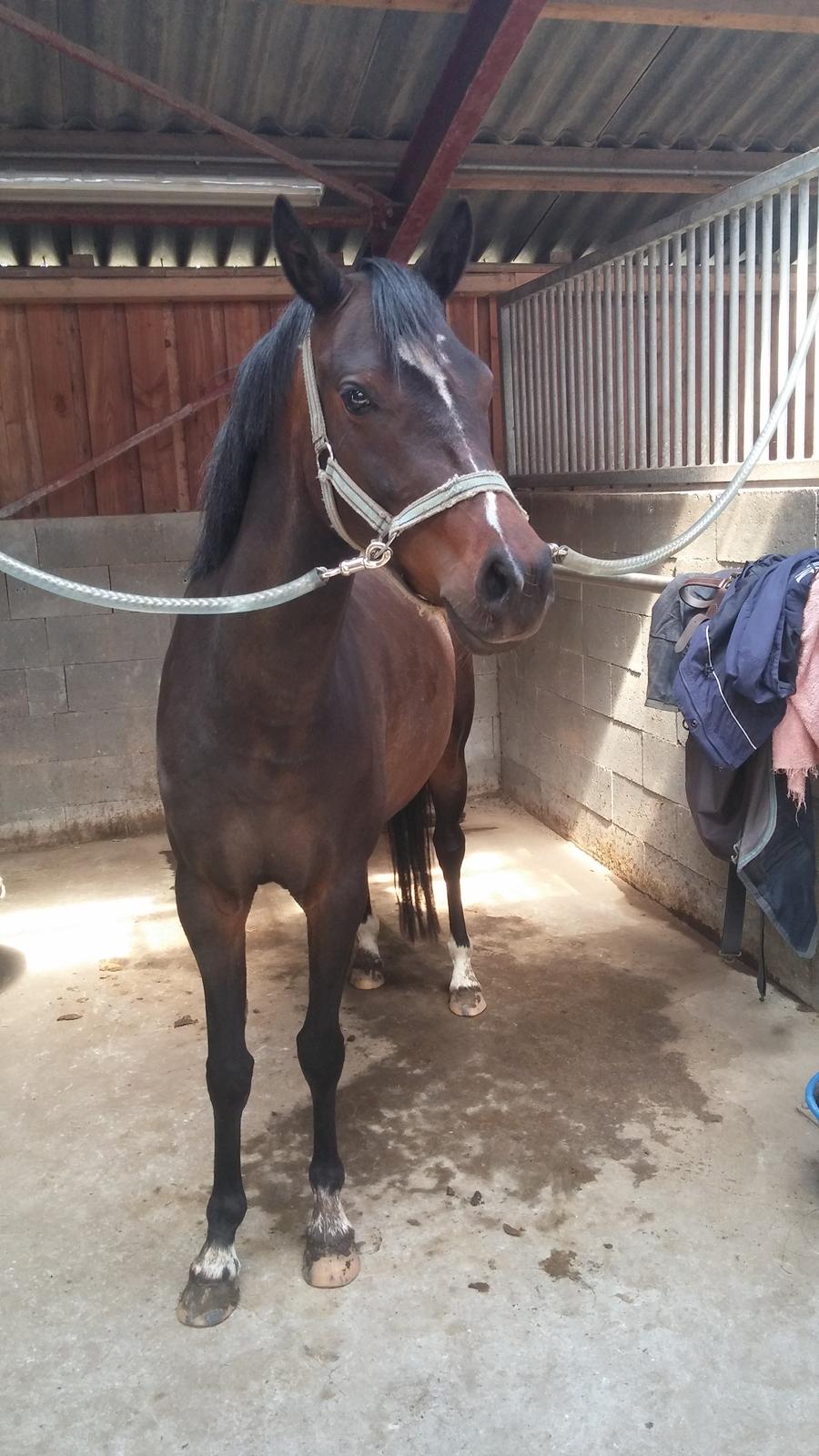 Tysk Sportspony AMK's Halo billede 12