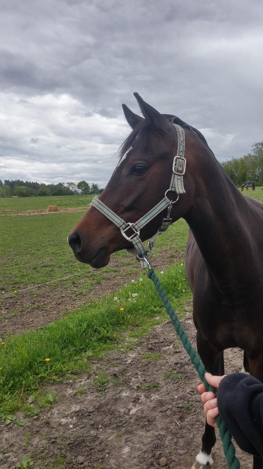 Tysk Sportspony AMK's Halo billede 5