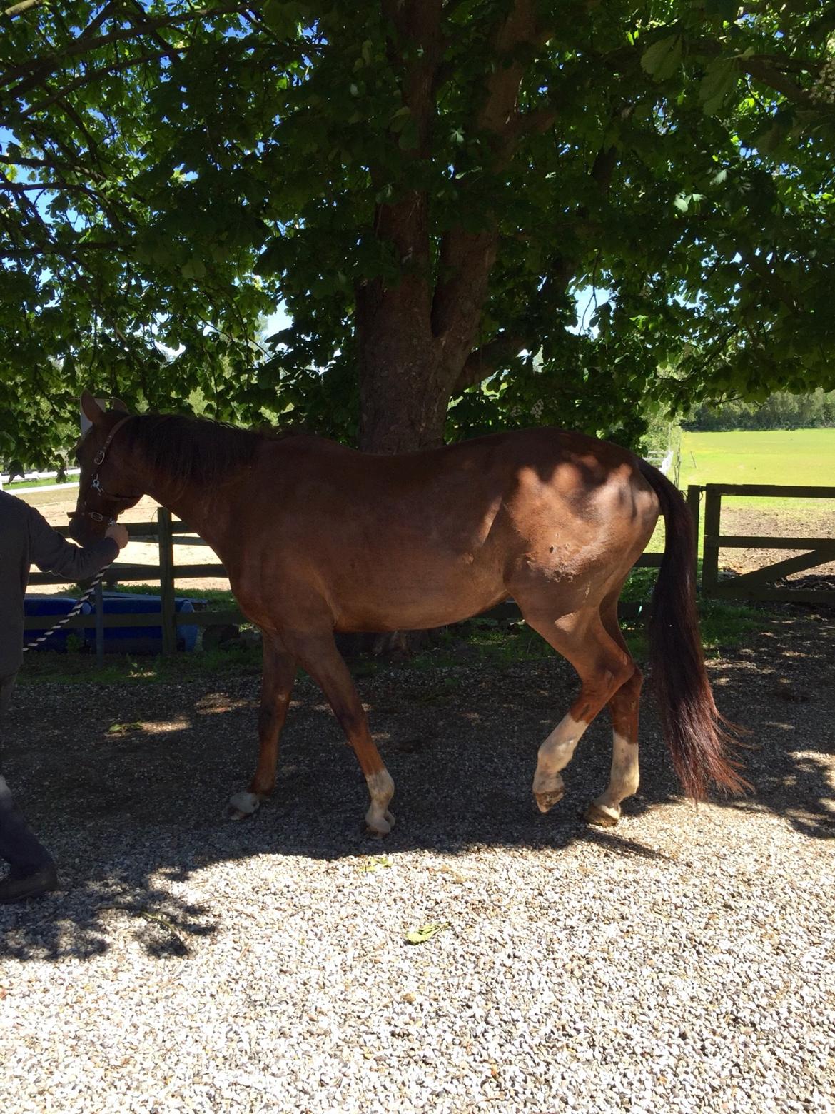 Westfaler Eskoria billede 8