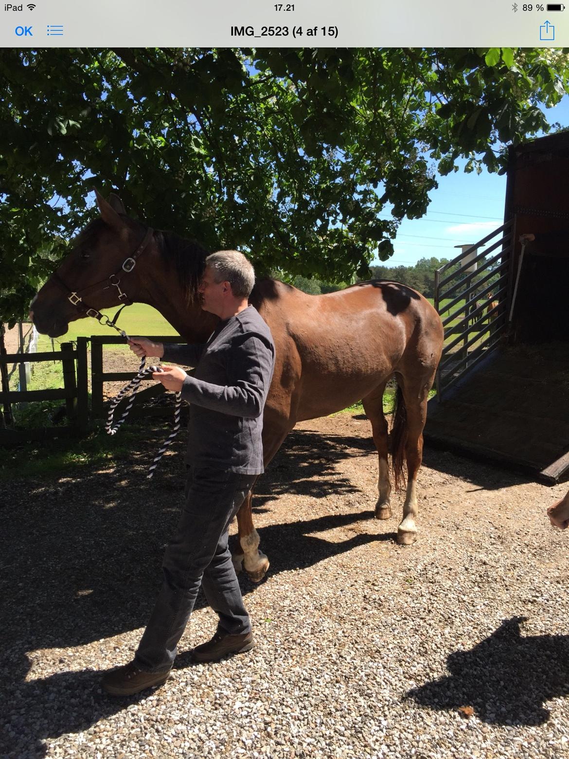 Westfaler Eskoria billede 7