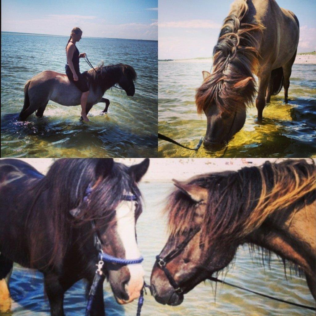 Islænder Sif frá Skarholt - Sommer 2014 Aså Strand sammen med Zanna og Loppen. billede 11