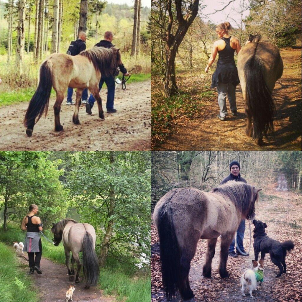 Islænder Sif frá Skarholt - 2014 - fra forskellige gåture med Sif. billede 12