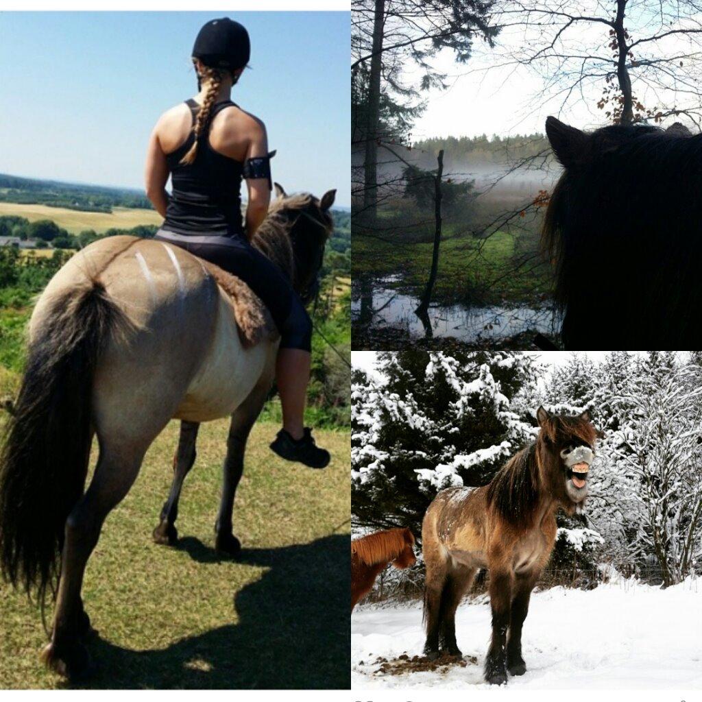 Islænder Sif frá Skarholt - 2014 billede 13