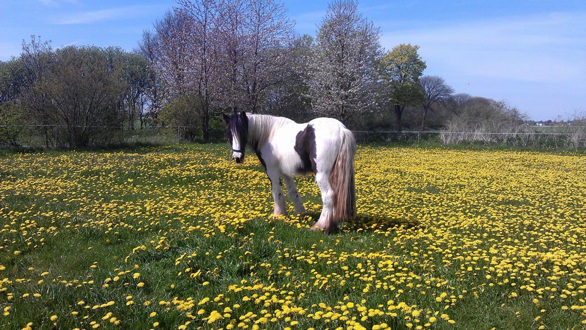 Tinker Kaiser billede 1