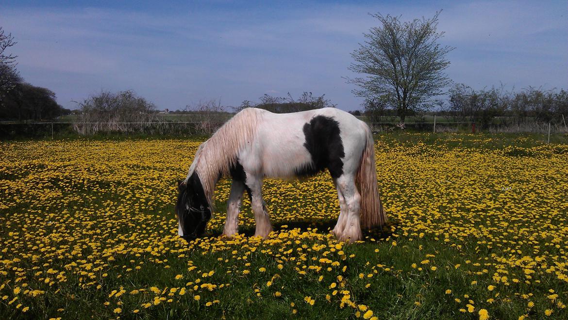 Tinker Kaiser billede 5