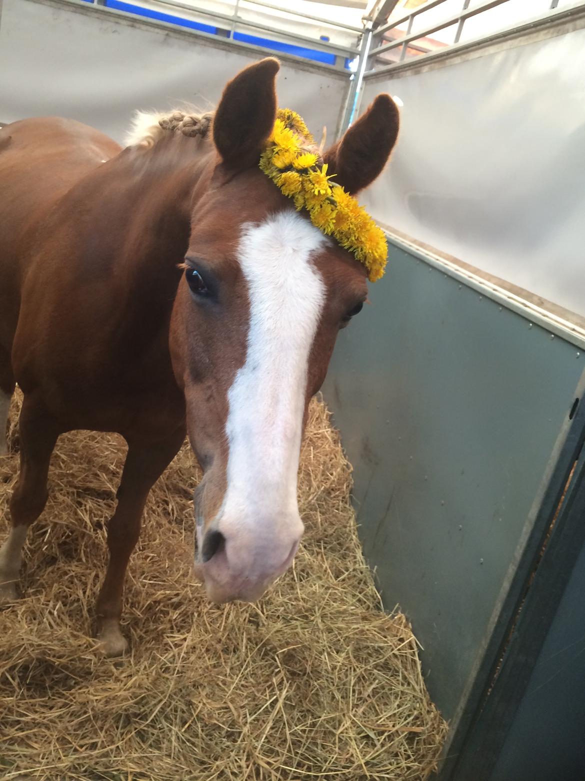 DSP Zita A. M - Morsø 2015 <3 billede 17