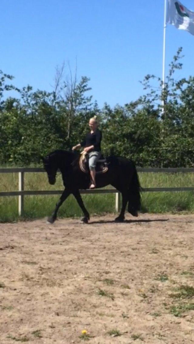 Anden særlig race Frejse (Freja) solgt - april 2015 tilridning billede 6