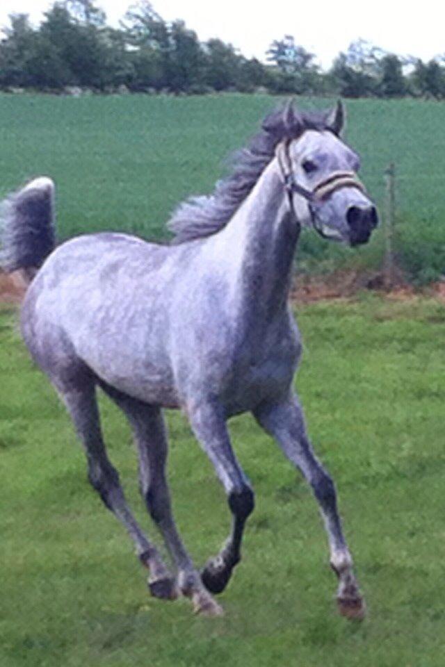 Arabisk fuldblod (OX) Lamann ox ( solgt ) billede 2