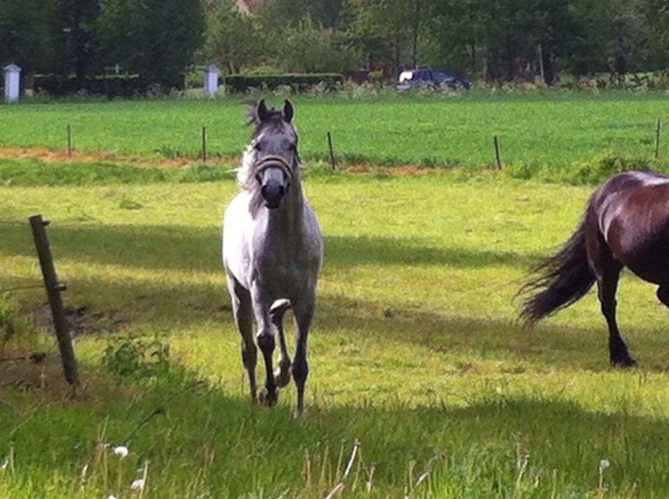 Arabisk fuldblod (OX) Lamann ox ( solgt ) billede 13