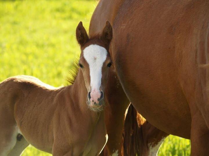 DSP Damsgaards Woody billede 2