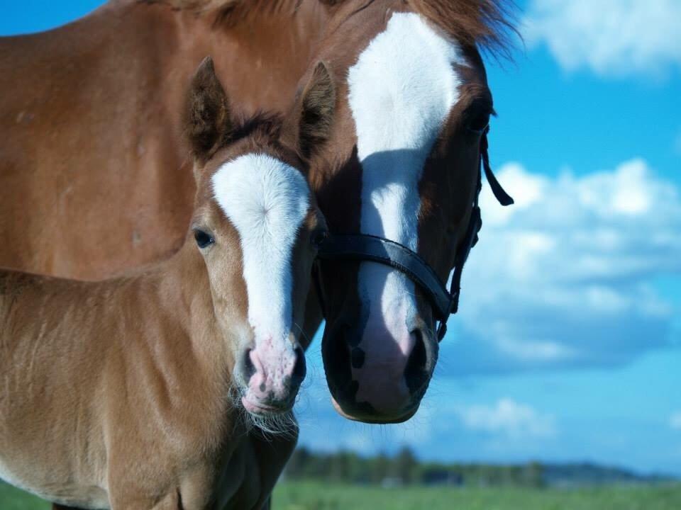 DSP Damsgaards Woody billede 1