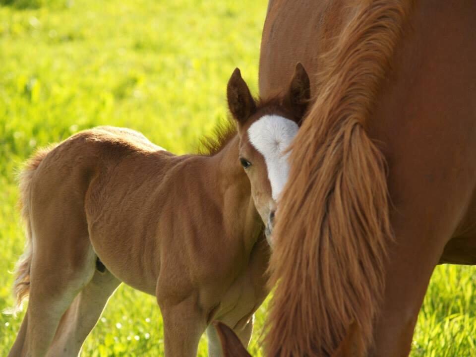 DSP Damsgaards Woody billede 3