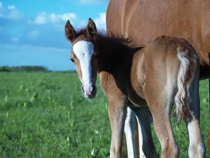 DSP Damsgaards Woody billede 4