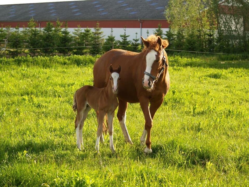 DSP Damsgaards Woody billede 6