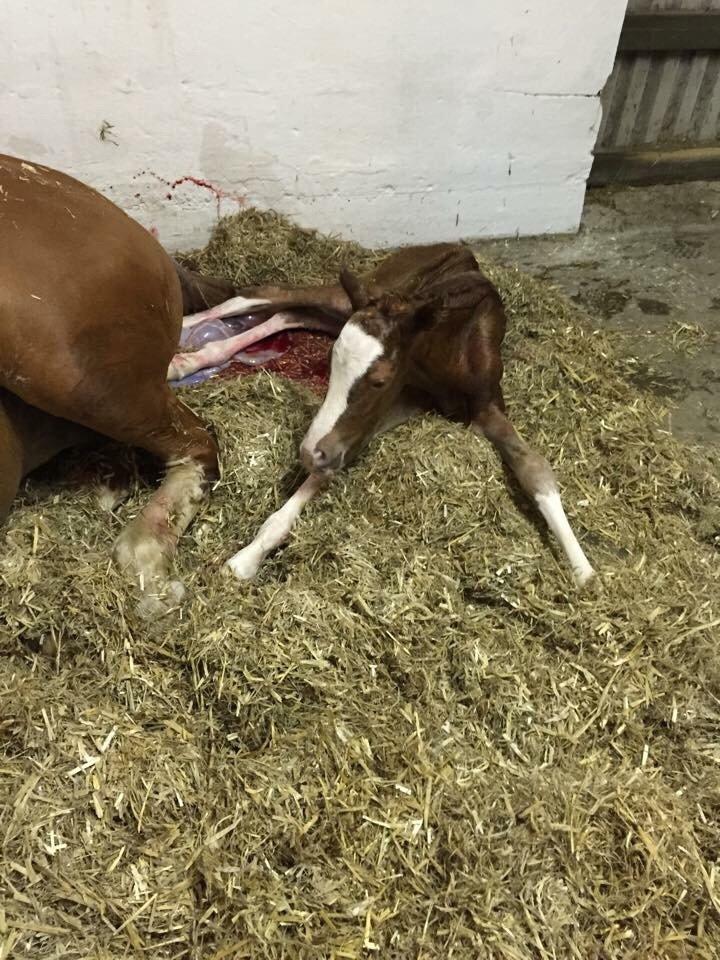 DSP Damsgaards Woody billede 5