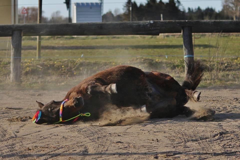 Shetlænder Sofus billede 17
