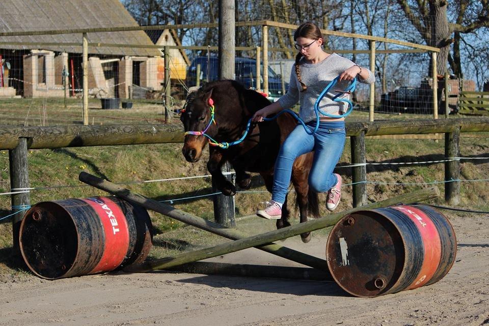 Shetlænder Sofus billede 40
