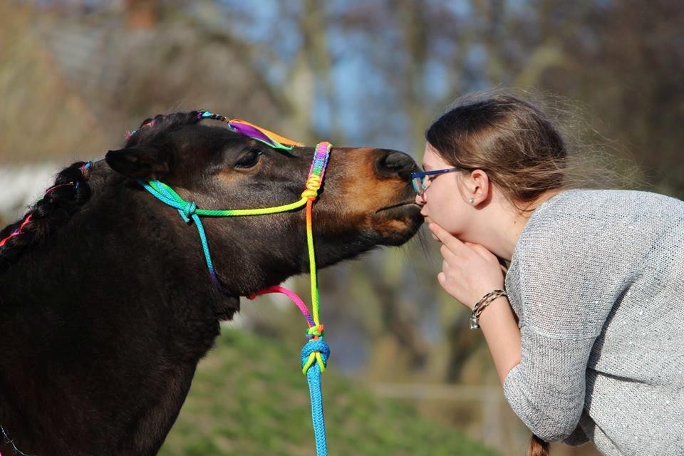 Shetlænder Sofus billede 5