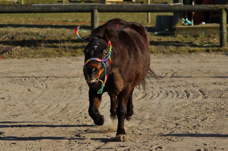 Shetlænder Sofus billede 41
