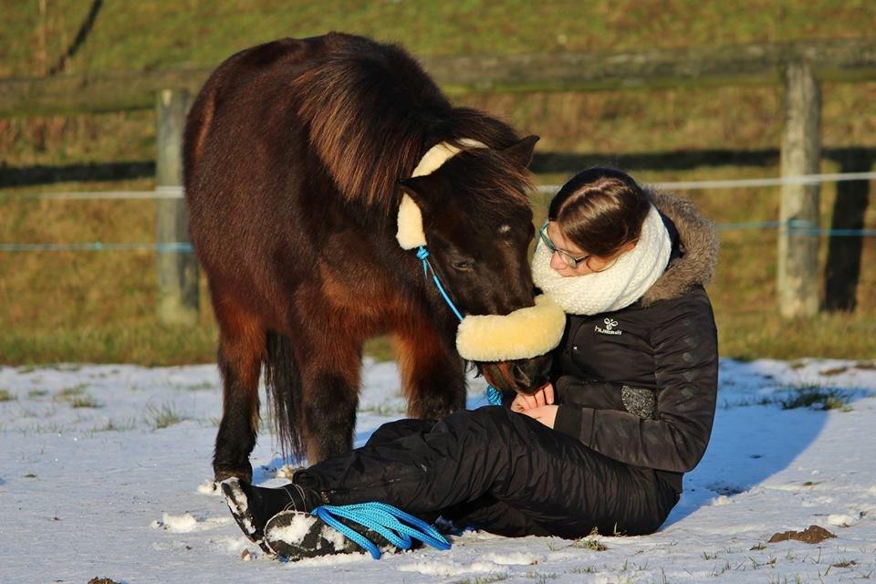 Shetlænder Sofus billede 31