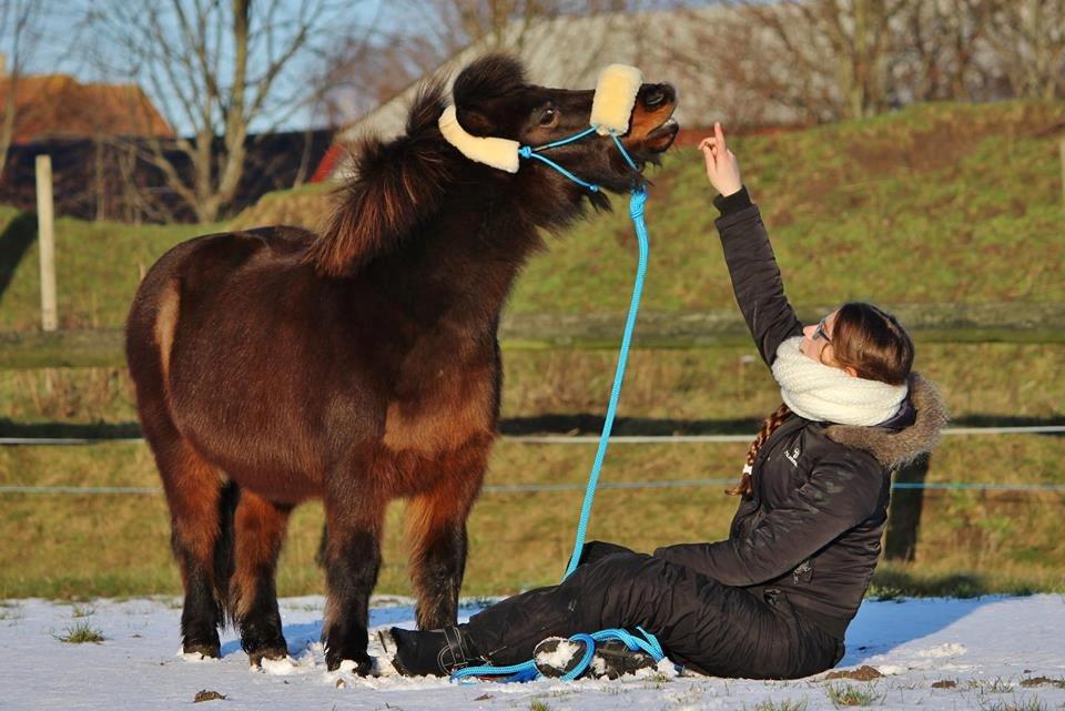 Shetlænder Sofus billede 23