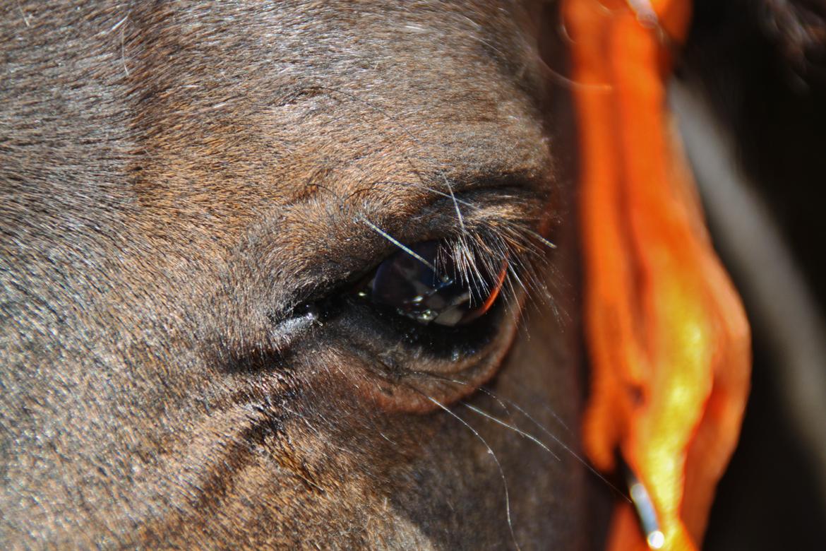 Shetlænder Sofus billede 26